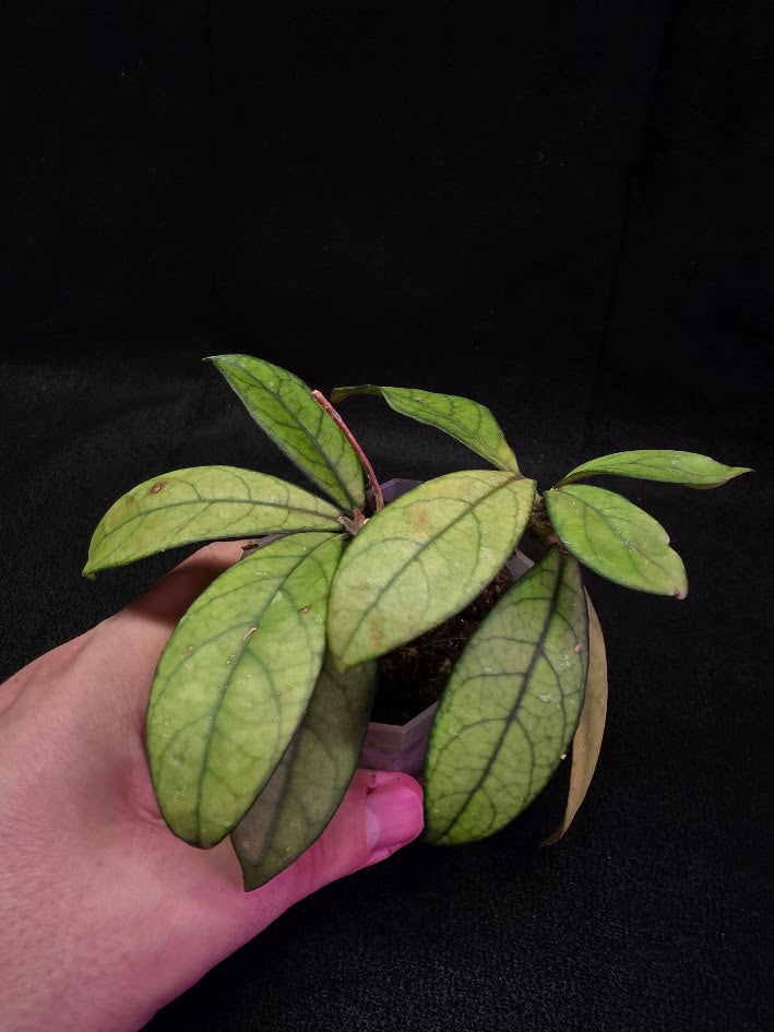 Hoya Hainanensis Spec. DaNang SR 293-004 Vietnam #01
