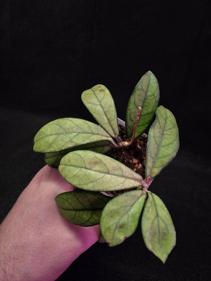 Hoya Hainanensis Spec. DaNang SR 293-004 Vietnam #01