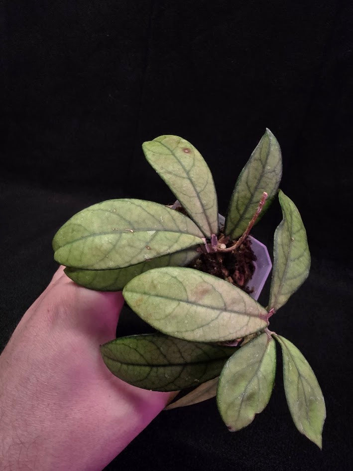 Hoya Hainanensis Spec. DaNang SR 293-004 Vietnam #01