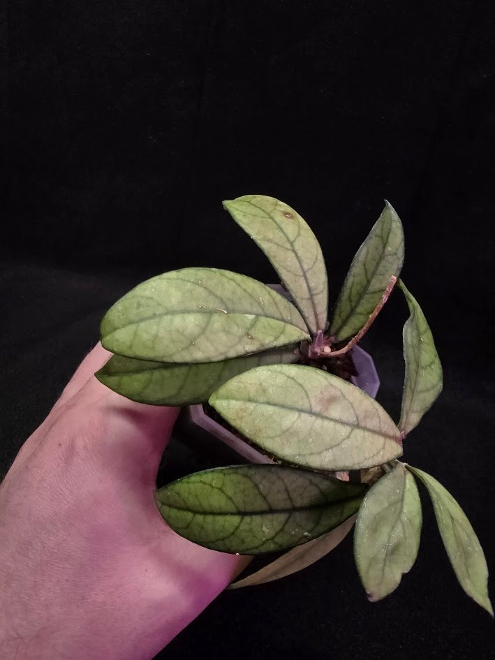 Hoya Hainanensis Spec. DaNang SR 293-004 Vietnam #01