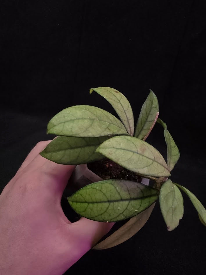 Hoya Hainanensis Spec. DaNang SR 293-004 Vietnam #01