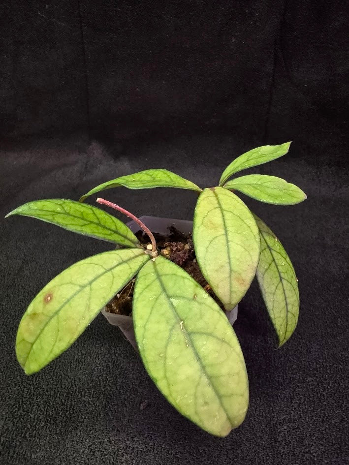 Hoya Hainanensis Spec. DaNang SR 293-004 Vietnam #01