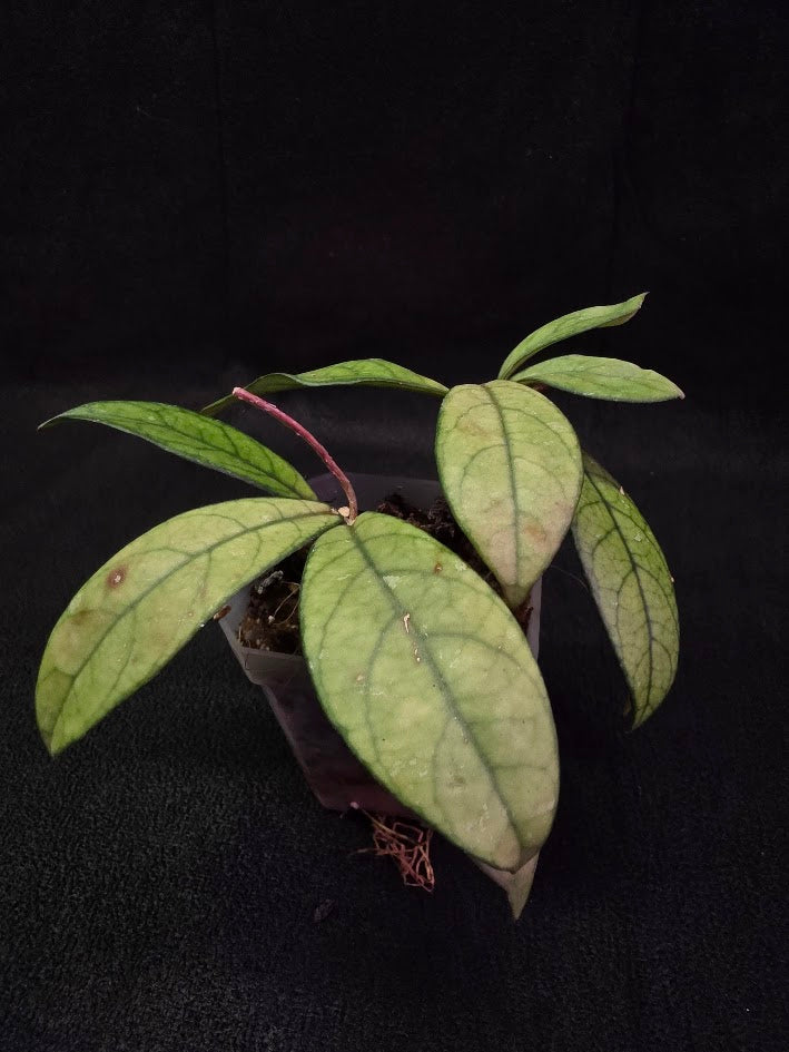 Hoya Hainanensis Spec. DaNang SR 293-004 Vietnam #01