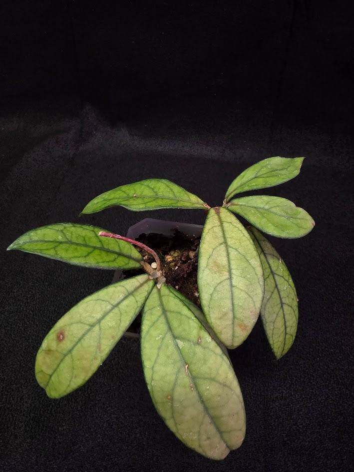 Hoya Hainanensis Spec. DaNang SR 293-004 Vietnam #01