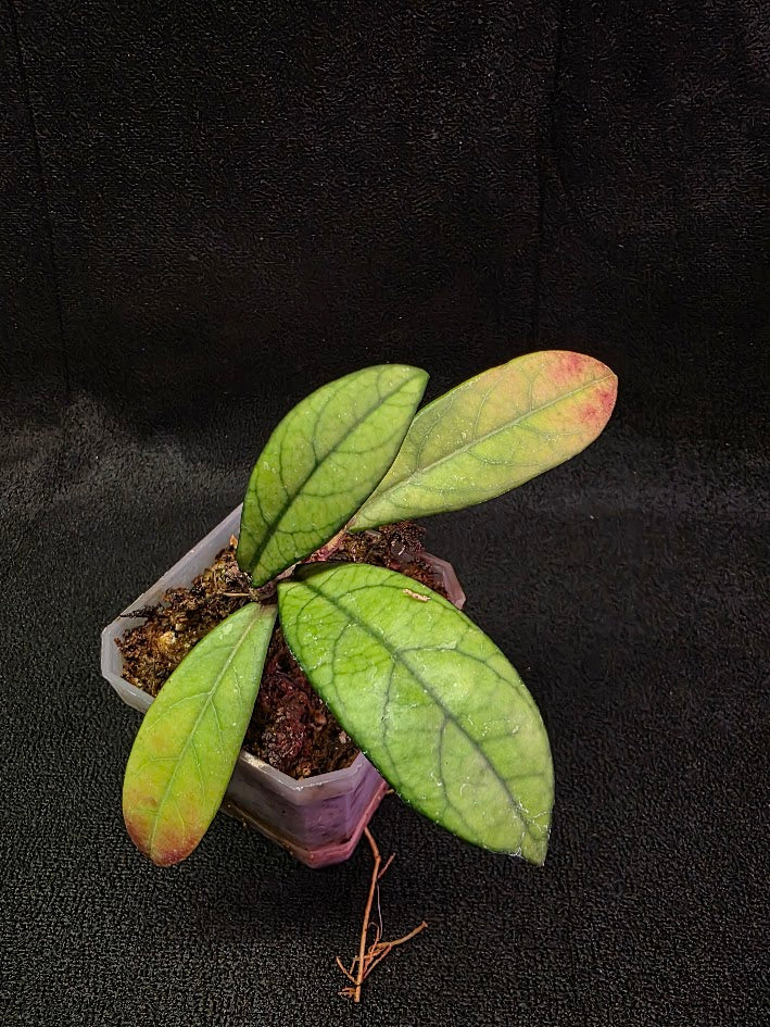 Hoya Hainanensis Spec. DaNang SR 293-004 Vietnam #02