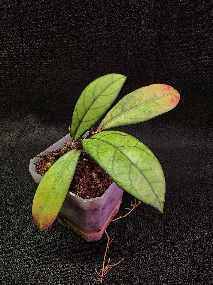 Hoya Hainanensis Spec. DaNang SR 293-004 Vietnam #02