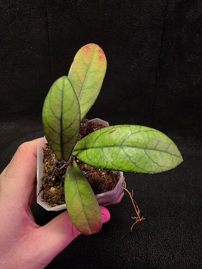 Hoya Hainanensis Spec. DaNang SR 293-004 Vietnam #02