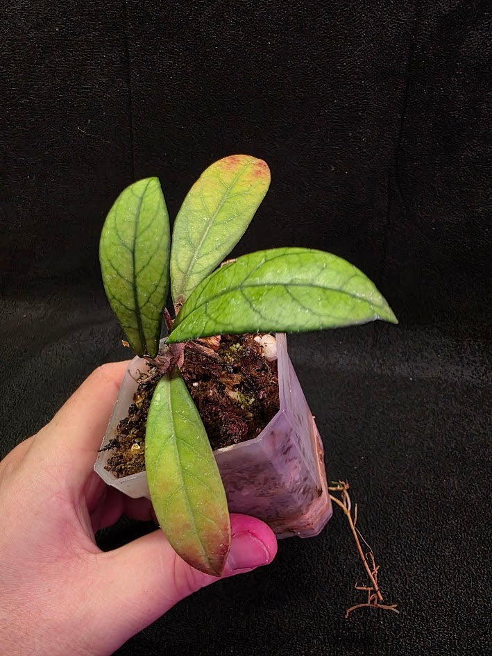 Hoya Hainanensis Spec. DaNang SR 293-004 Vietnam #02