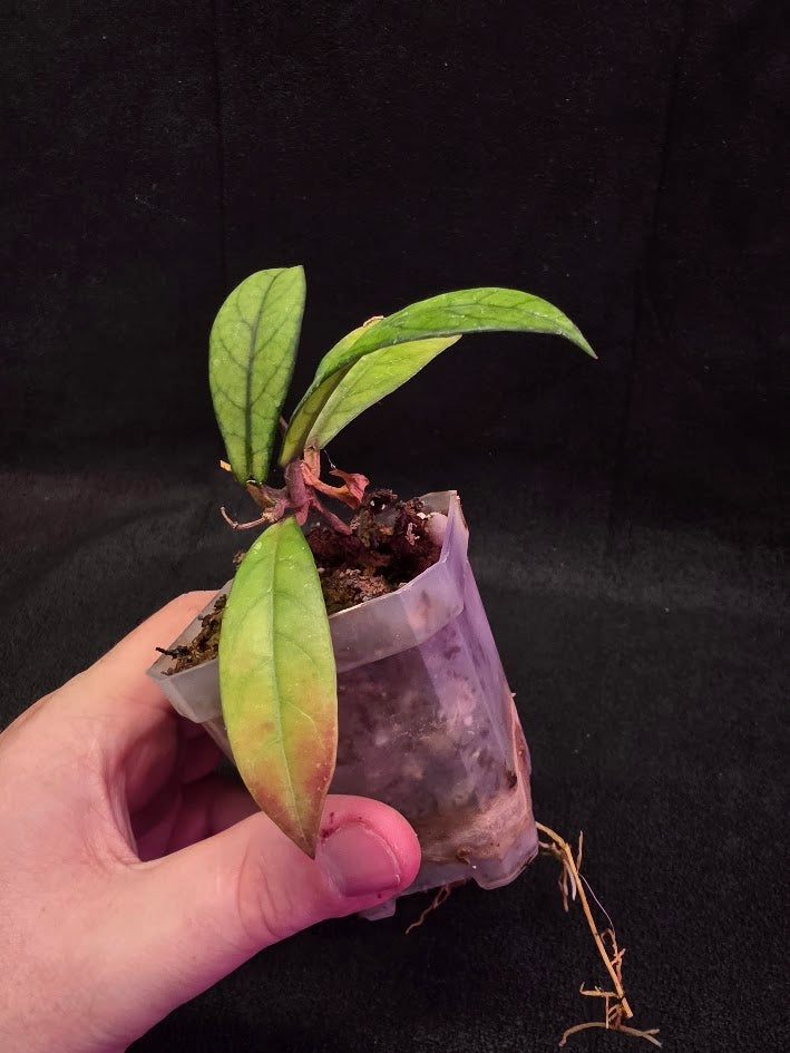 Hoya Hainanensis Spec. DaNang SR 293-004 Vietnam #02
