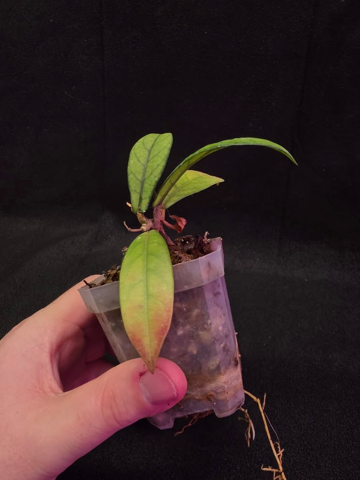 Hoya Hainanensis Spec. DaNang SR 293-004 Vietnam #02