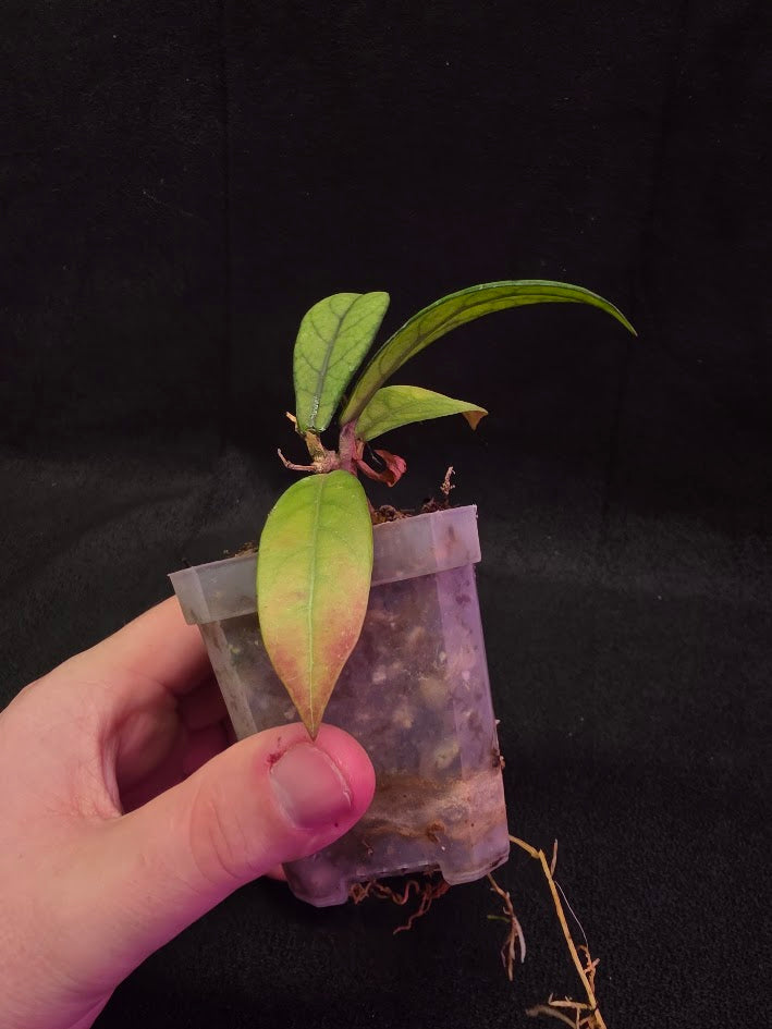 Hoya Hainanensis Spec. DaNang SR 293-004 Vietnam #02