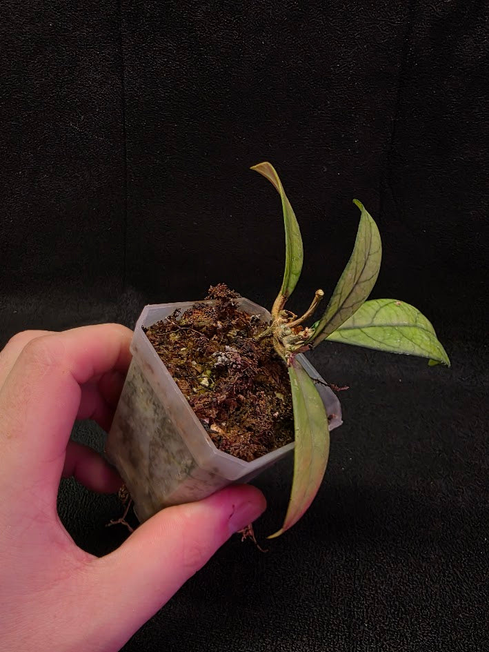 Hoya Hainanensis Spec. DaNang SR 293-004 Vietnam #02