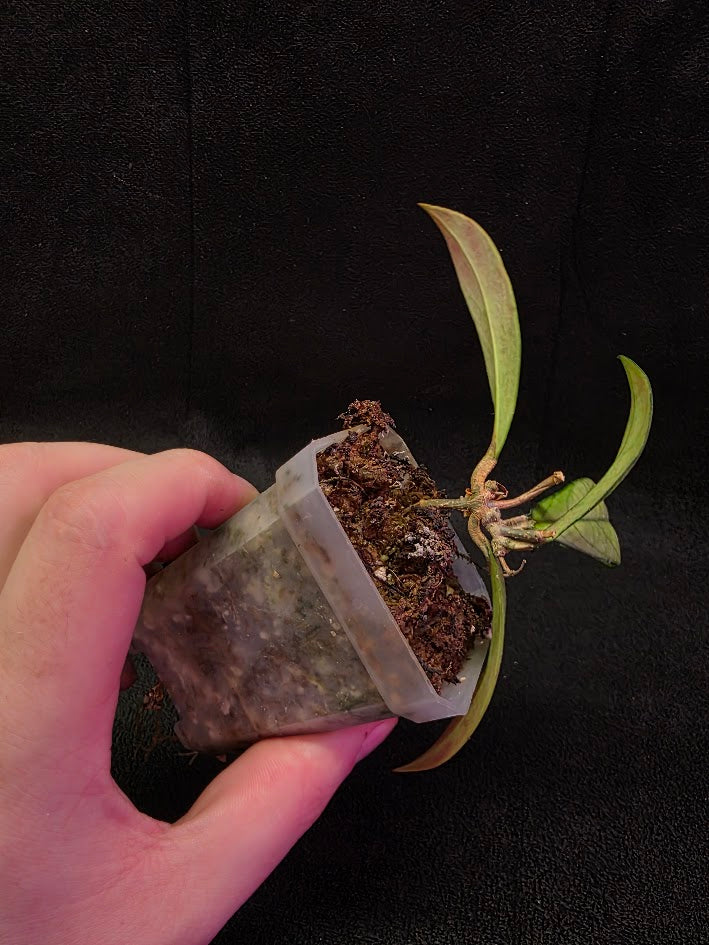 Hoya Hainanensis Spec. DaNang SR 293-004 Vietnam #02