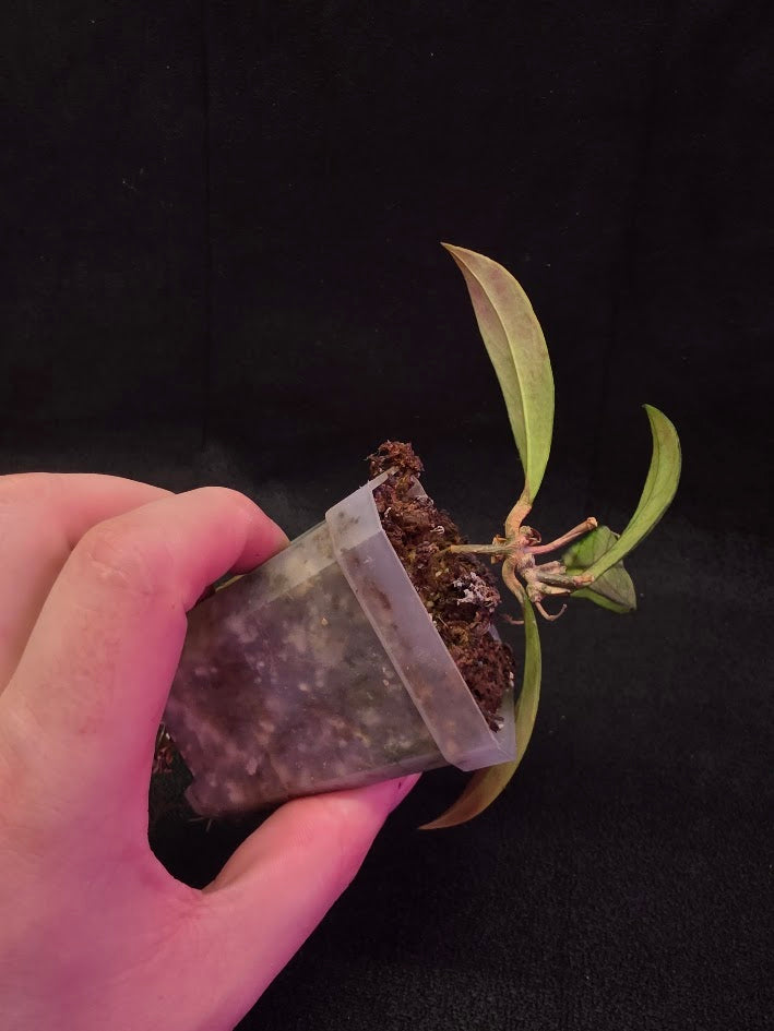 Hoya Hainanensis Spec. DaNang SR 293-004 Vietnam #02