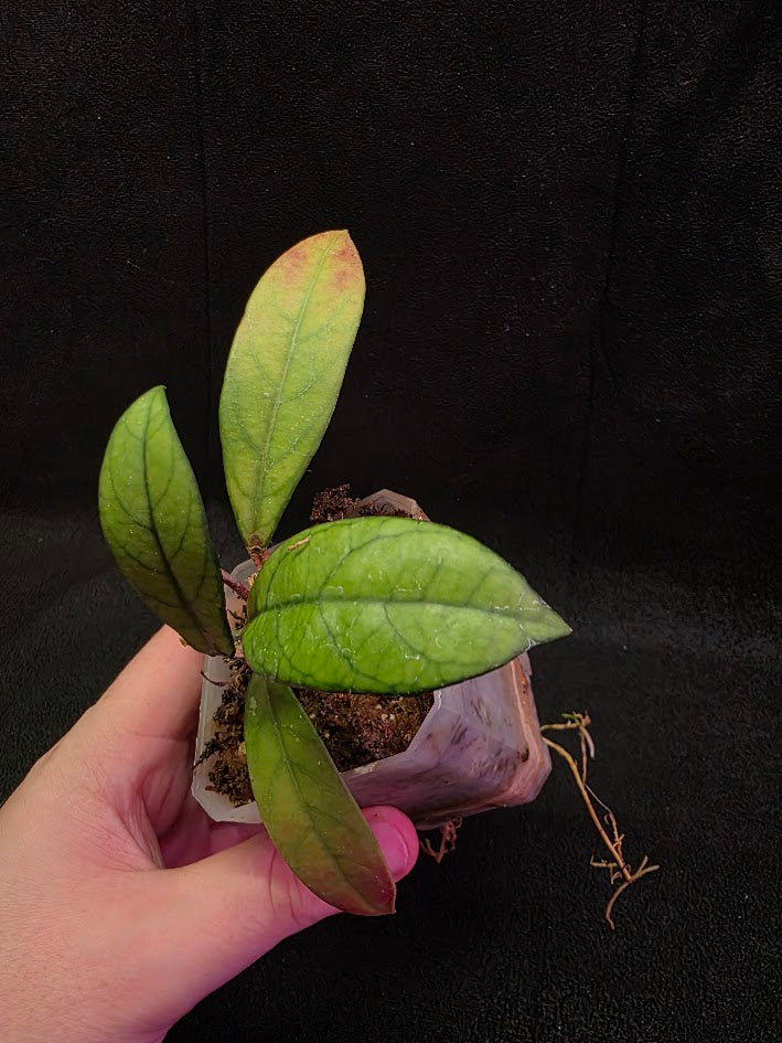 Hoya Hainanensis Spec. DaNang SR 293-004 Vietnam #02