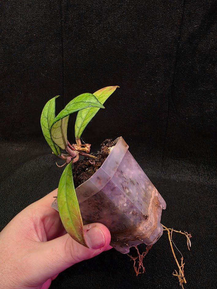 Hoya Hainanensis Spec. DaNang SR 293-004 Vietnam #02