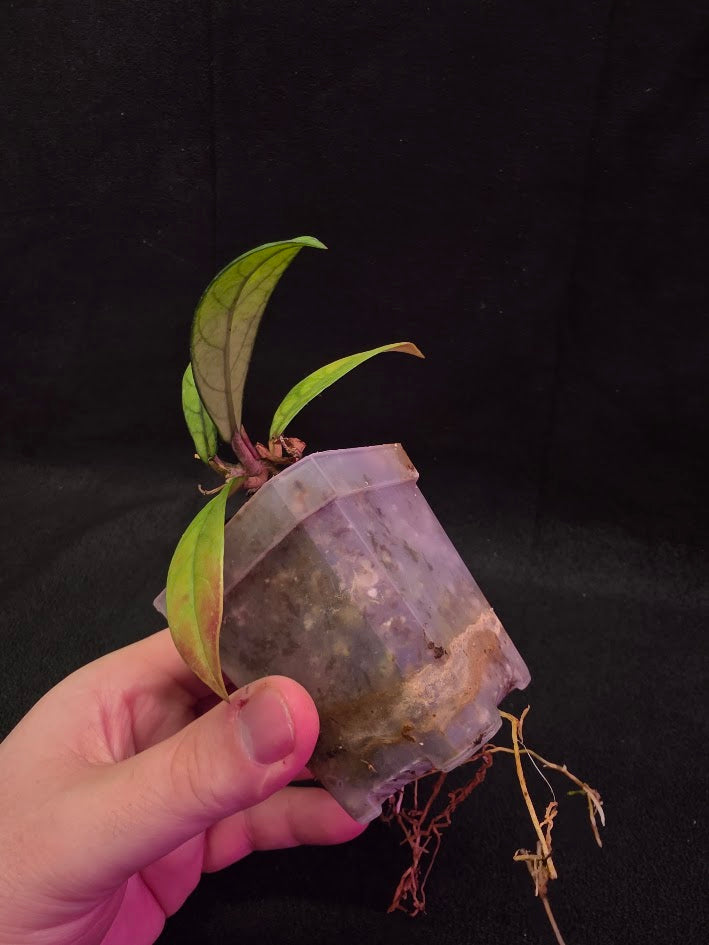Hoya Hainanensis Spec. DaNang SR 293-004 Vietnam #02