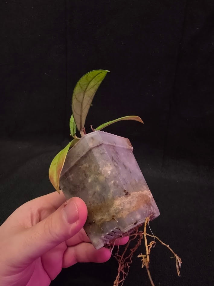 Hoya Hainanensis Spec. DaNang SR 293-004 Vietnam #02