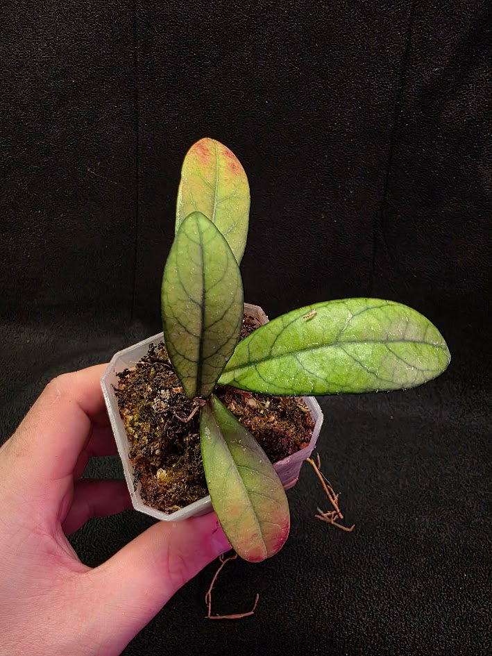 Hoya Hainanensis Spec. DaNang SR 293-004 Vietnam #02