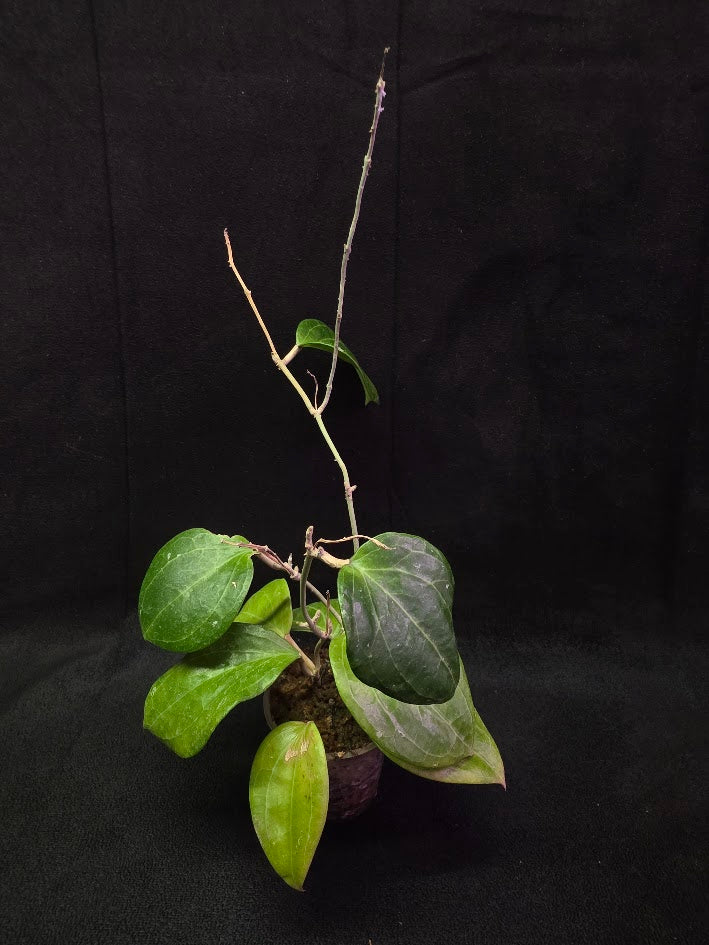Hoya Latifolia Sarawak #01