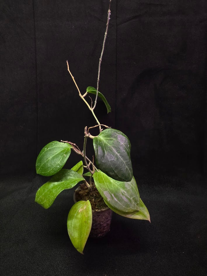 Hoya Latifolia Sarawak #01