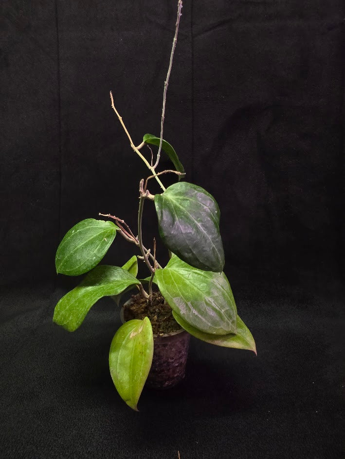 Hoya Latifolia Sarawak #01
