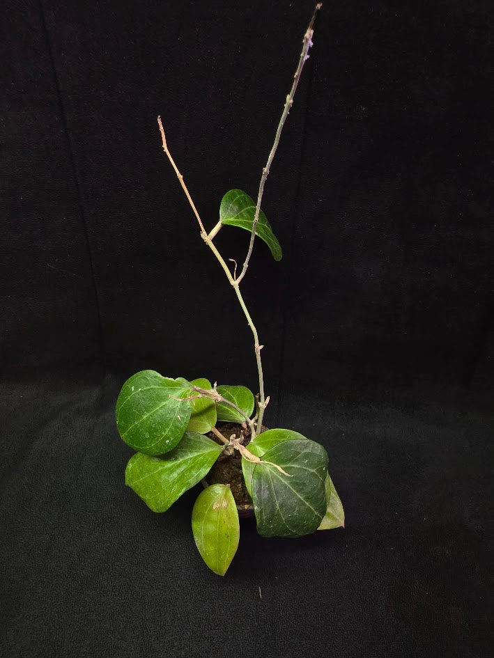 Hoya Latifolia Sarawak #01