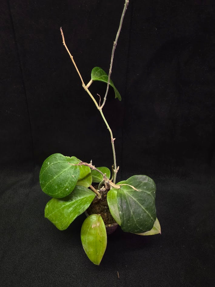 Hoya Latifolia Sarawak #01