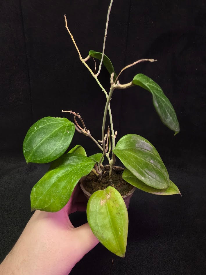 Hoya Latifolia Sarawak #01