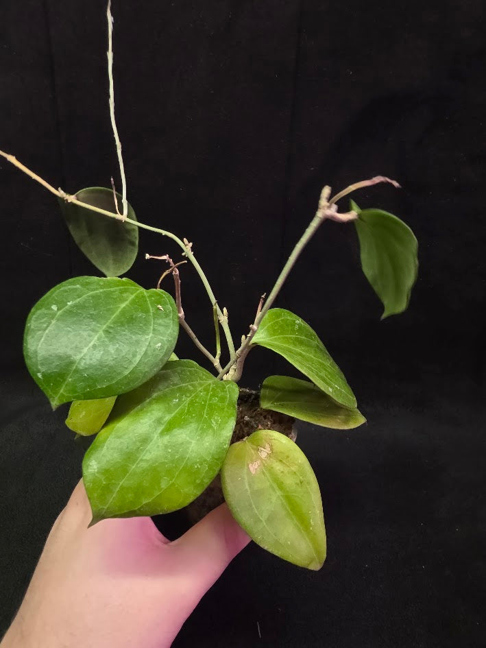 Hoya Latifolia Sarawak #01