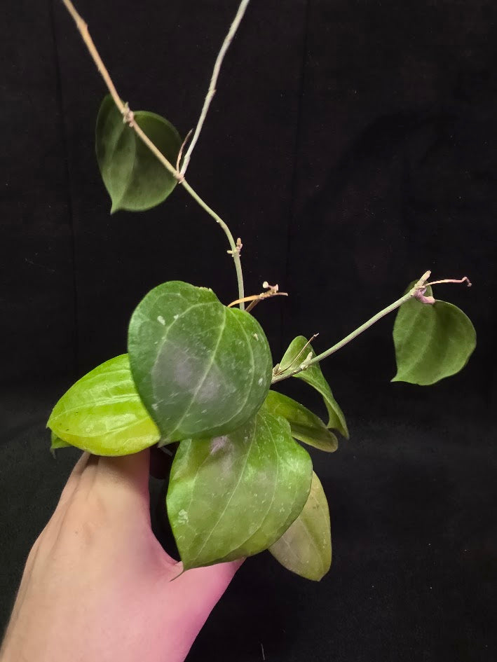 Hoya Latifolia Sarawak #01