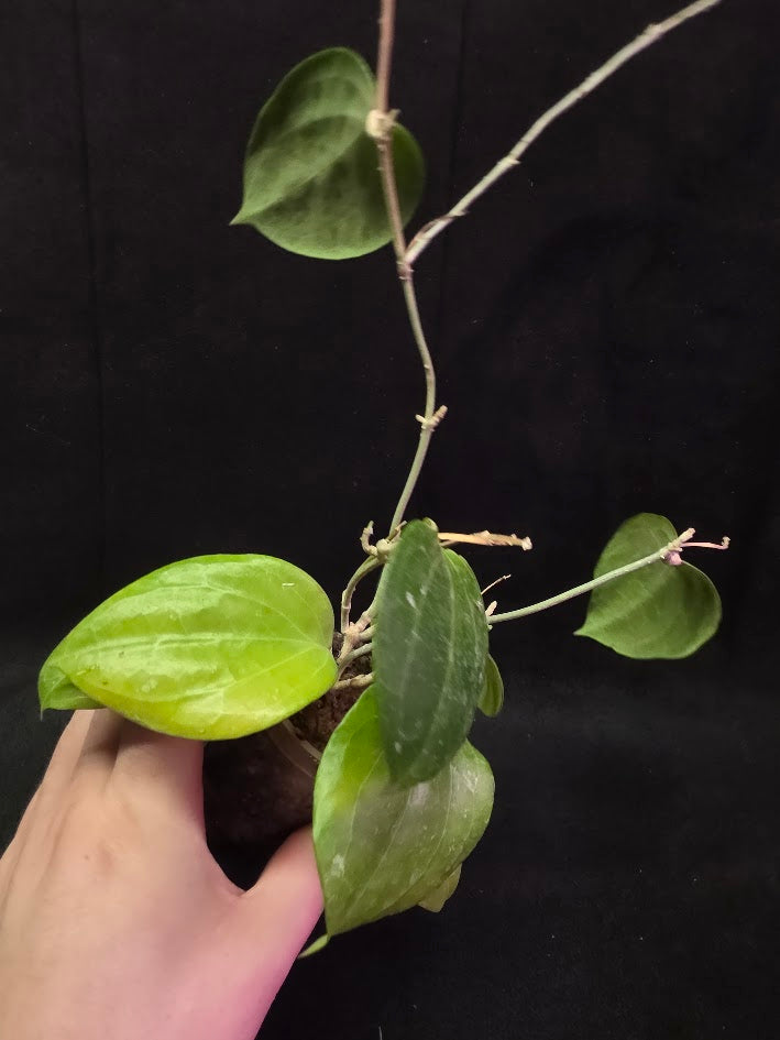 Hoya Latifolia Sarawak #01