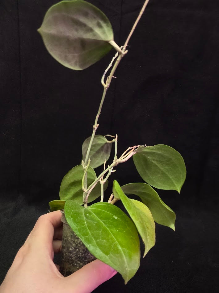 Hoya Latifolia Sarawak #01