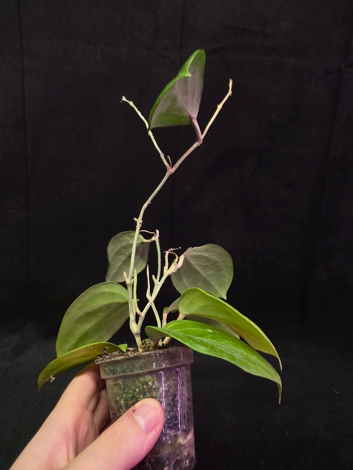 Hoya Latifolia Sarawak #01