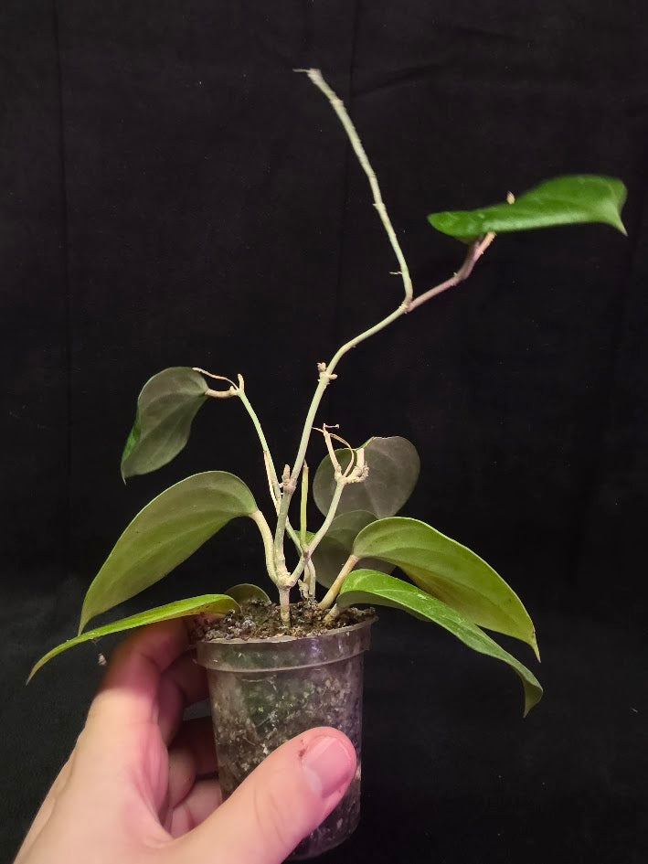 Hoya Latifolia Sarawak #01