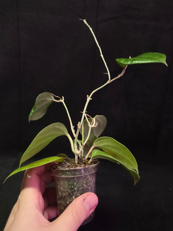 Hoya Latifolia Sarawak #01
