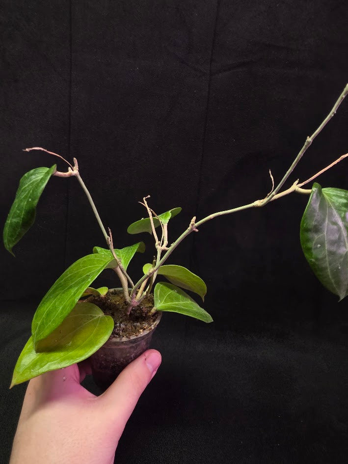 Hoya Latifolia Sarawak #01