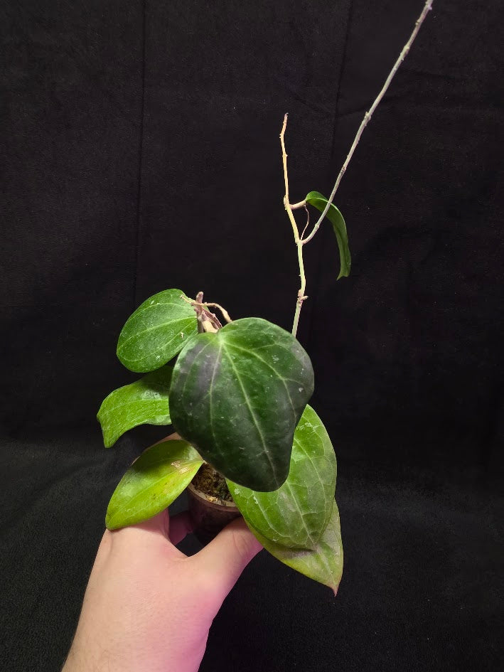 Hoya Latifolia Sarawak #01