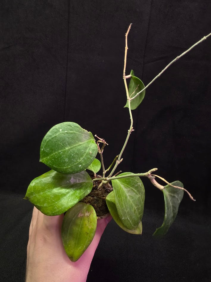 Hoya Latifolia Sarawak #01