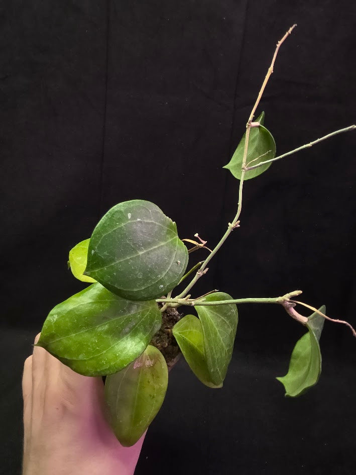 Hoya Latifolia Sarawak #01