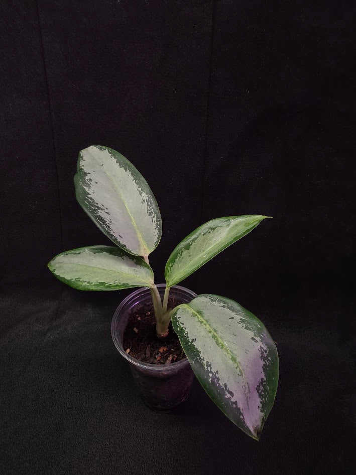 Aglaonema Suvarnabhumi Airport #02