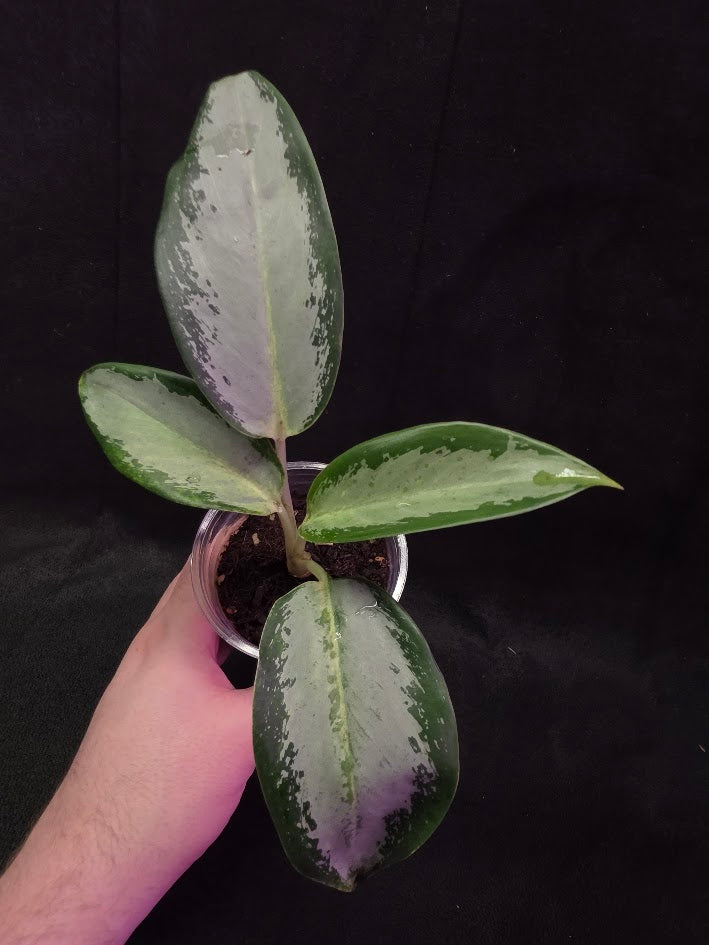 Aglaonema Suvarnabhumi Airport #02