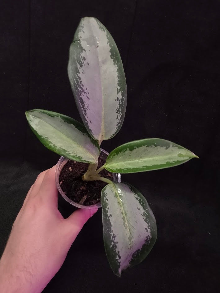 Aglaonema Suvarnabhumi Airport #02