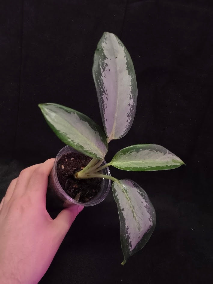 Aglaonema Suvarnabhumi Airport #02