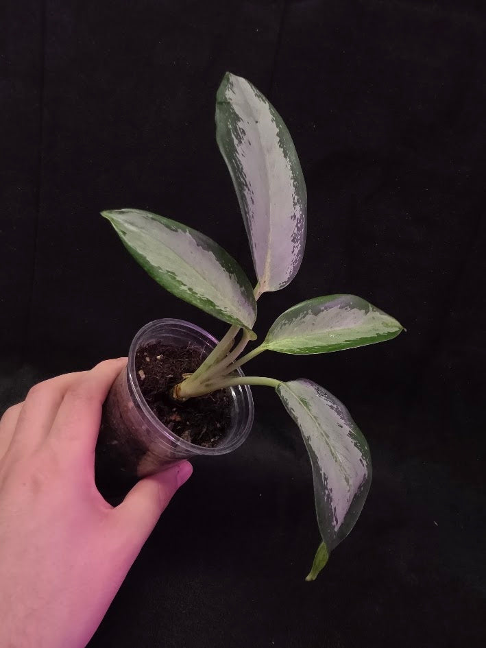 Aglaonema Suvarnabhumi Airport #02