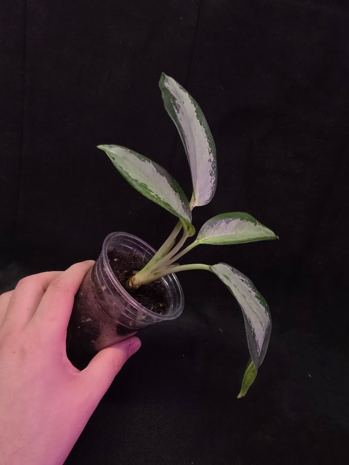 Aglaonema Suvarnabhumi Airport #02