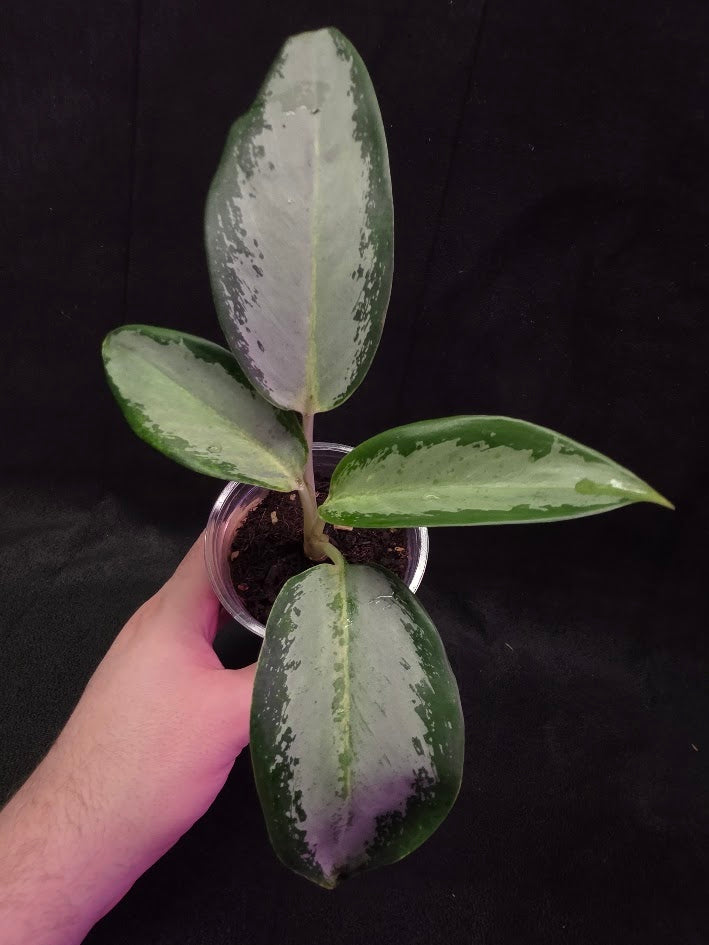 Aglaonema Suvarnabhumi Airport #02