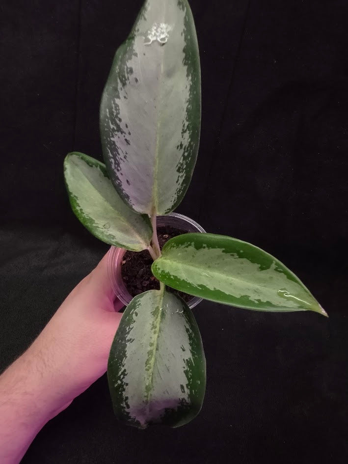 Aglaonema Suvarnabhumi Airport #02