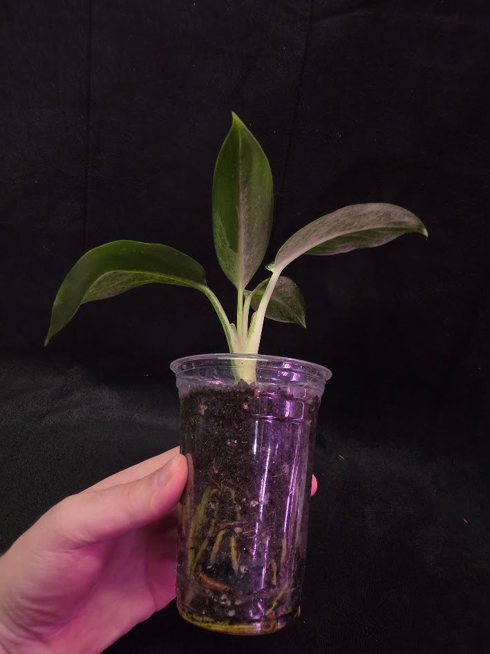 Aglaonema Suvarnabhumi Airport #02