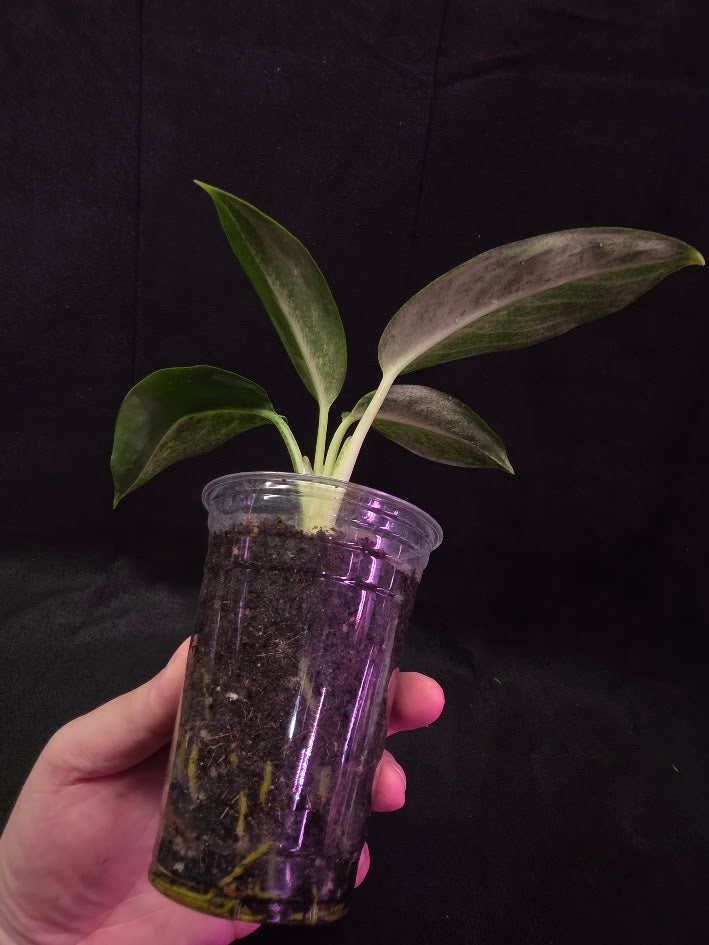 Aglaonema Suvarnabhumi Airport #02